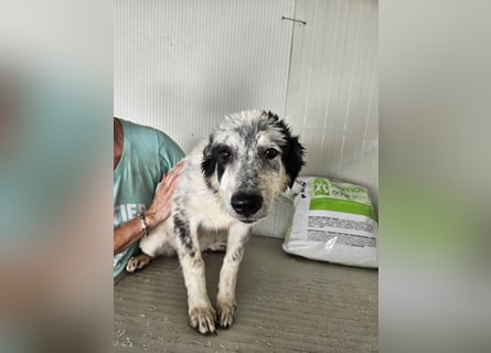 Mila: überfordert im Tierheim