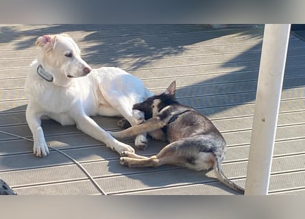 In der Nähe von Köln Traumhund Ben sucht ein Zuhause