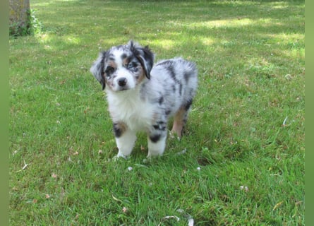 Mini Aussie Welpen Miniatur Australian Shepherd Welpen Welpe