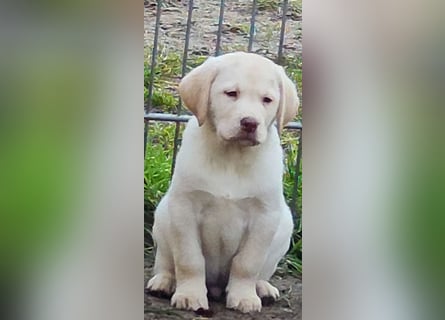 Reinrassige Labrador Welpen ab sofort abzugeben.