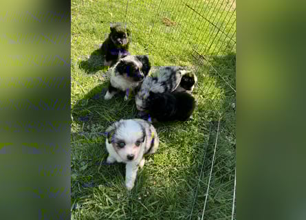 Einzigartige Mini Aussies