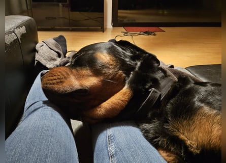 Rottirüde (20 Monate) sucht neues Zuhause
