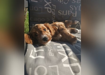 Bezaubernde English Cockerdoodle dürfen umziehen