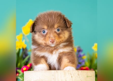 Kleinbleibende Miniature Australian Shepherd Welpen