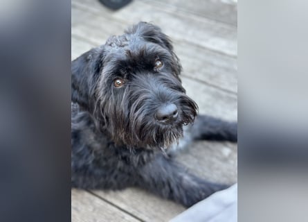 "Pumi“ – junge Schnauzer-Pumi-Mix Hündin sucht ländliches Zuhause