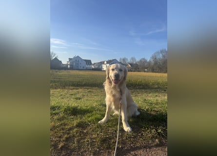 Golden Retriever Deckrüde mit Ahnentafel