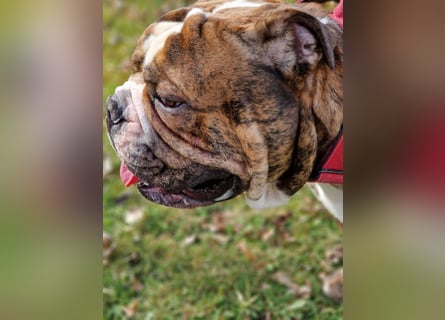 Big Boy Bruno Vom Örmser Bahnhof sucht sein Zuhause