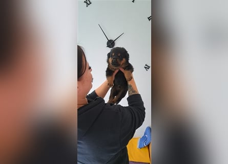 Rottweiler Schäferhund Mix