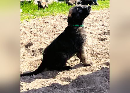 Irische Wolfshunde/ Irish Wolfhound Welpen