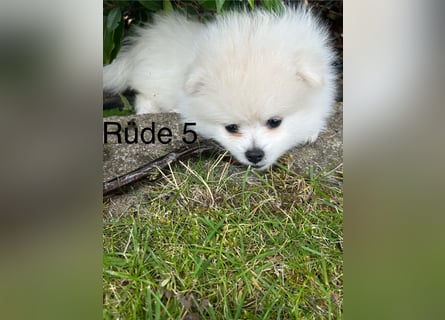 Pomeranian Zwergspitz Welpe