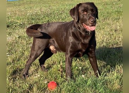 Labrador Deckrüde mit ZZL, decksicher, reinerbig braun chocolate nach FCI Standard, kein Verkauf!