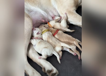 Labrador-Welpen in champagner mit Ahnentafel