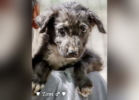 Teddy und seine Geschwister suchen ab September ein Zuhause
