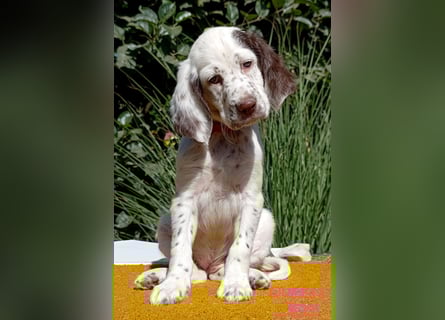 English setter Welpen (3 Rüden, 2 Hündinnen)