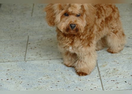 Wunderschöne Havapoo Welpen ähnlich Maltipoo (Toypudel/Zwergpudel + Havaneser)