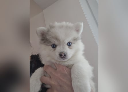 Auszugsbereit F2 Welpen kleinbleibend Zwerghusky Minihusky Zwergspitzhuskys mittelklein