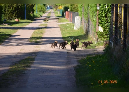 Dunkelgraue Schäferhunde aus Kör-u.Leistungzucht