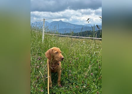 Magyar Vizsla Welpen in Erwartung