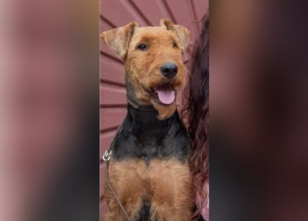 Typvolle Airedale Terrier Welpen aus Leistungszucht VDH/KfT