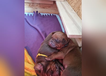 Rhodesian Ridgeback Welpen *livernose* 19./20.Mai2025