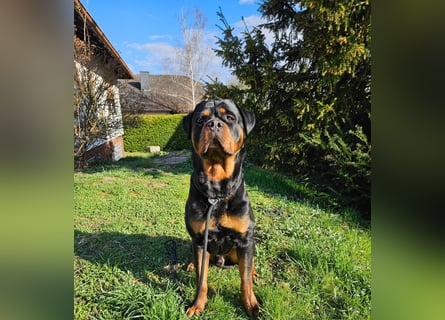 Rottirüde (20 Monate) sucht neues Zuhause
