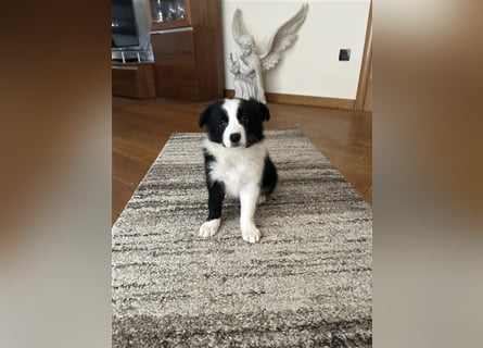 Border Collie Welpe