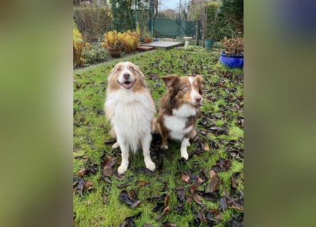 Reinrassige Australian Shepherd Welpen