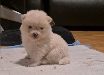 zuckersüße Pomeranianwelpen