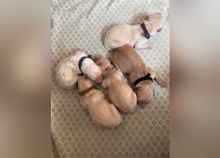 Golden Retriever Welpen