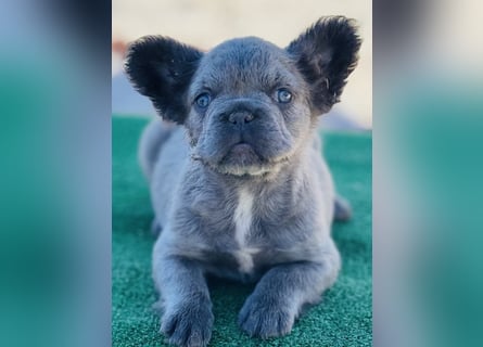 Fluffy Französische Bulldogge
