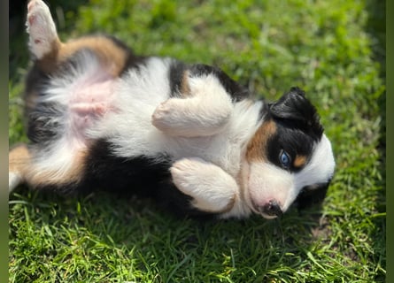 Mini Aussies-Mini Australian Shepherd Welpen