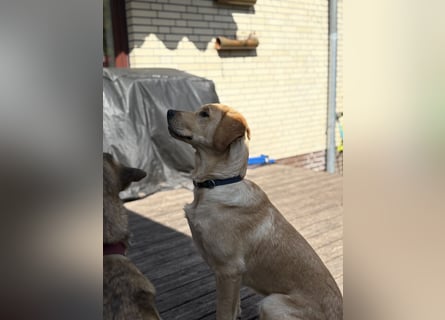 Labradoodle/Retriver 7 monate