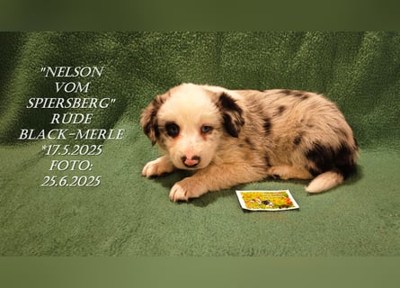 Border Collie-Welpen , black-,choco-,red-white und red-,black-merle