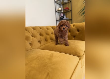 Kleine Toy Pudel rot braun (asiatische Linie)