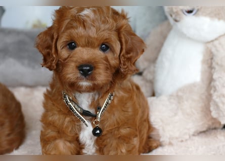 Wunderschöne Cavapoo Welpen F1 (Toypudel/Zwergpudel + Cavalier King Charles Spaniel) mit Ahnentafel