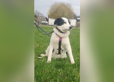 Junghündin Cora, 1Jahr, auf der Suche nach ihren Menschen