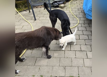 Zauberhafte Retrieverwelpen