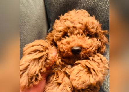 Reinrassige Toypudel Rüden