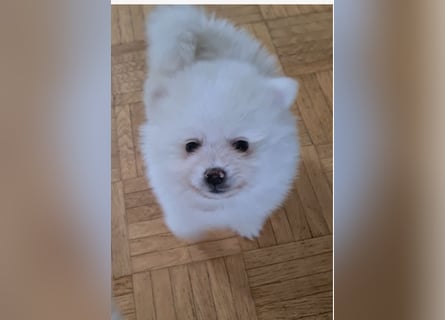Zuckersüßer Pomeranianwelpen