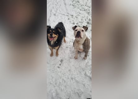 2 liebevolle Hunde abzugeben