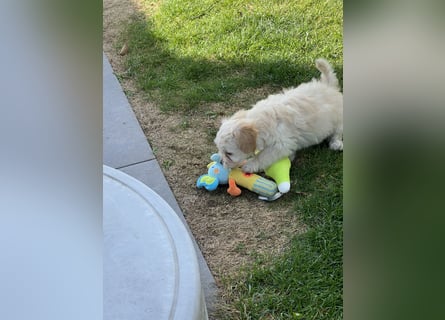 Maltipoo - Welpen - Rüden und Hündin