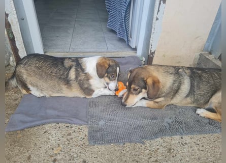 Dackelchen Mia und Emmi wollen nicht getrennt werden