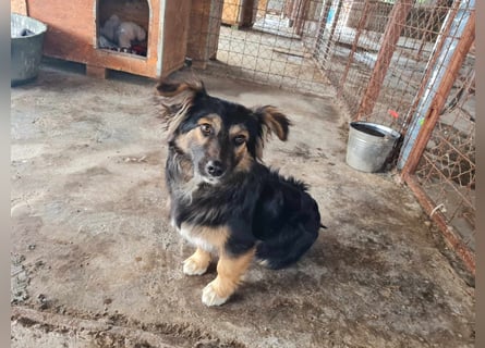 Buddy, 1 Jahr, kleiner Abenteurer sucht großes Herz