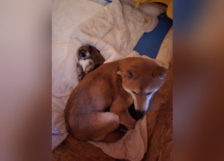 Shiba inu Welpen.   vom Haus Joe   ,Liebhaberzucht