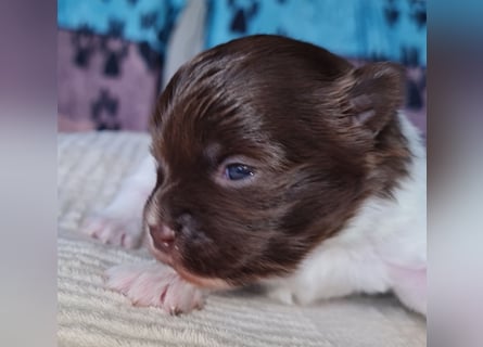 Bezaubernde Welpen aus Bolonka Zwetna und Pomeranian (Zwergspitz)
