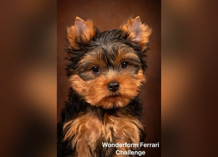 Exklusiver Reinrassiger Yorkshire Terrier Welpe Junge (Show-Class Hund)