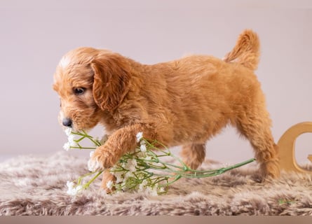 GoldenDoodle - medium mit welligem - lockigem Fell