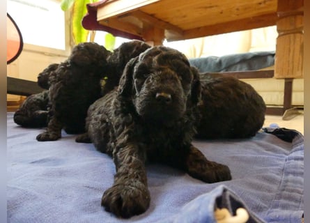 Mudidoodle ( Mudi - M. Pudel) Welpen