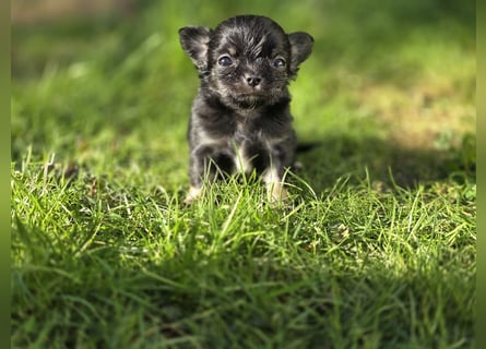 Chihuahua Welpen mit Ahnentafel