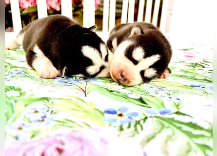 FCI Pedigree Blue Eyed Black & White Siberian Husky Champion Puppy